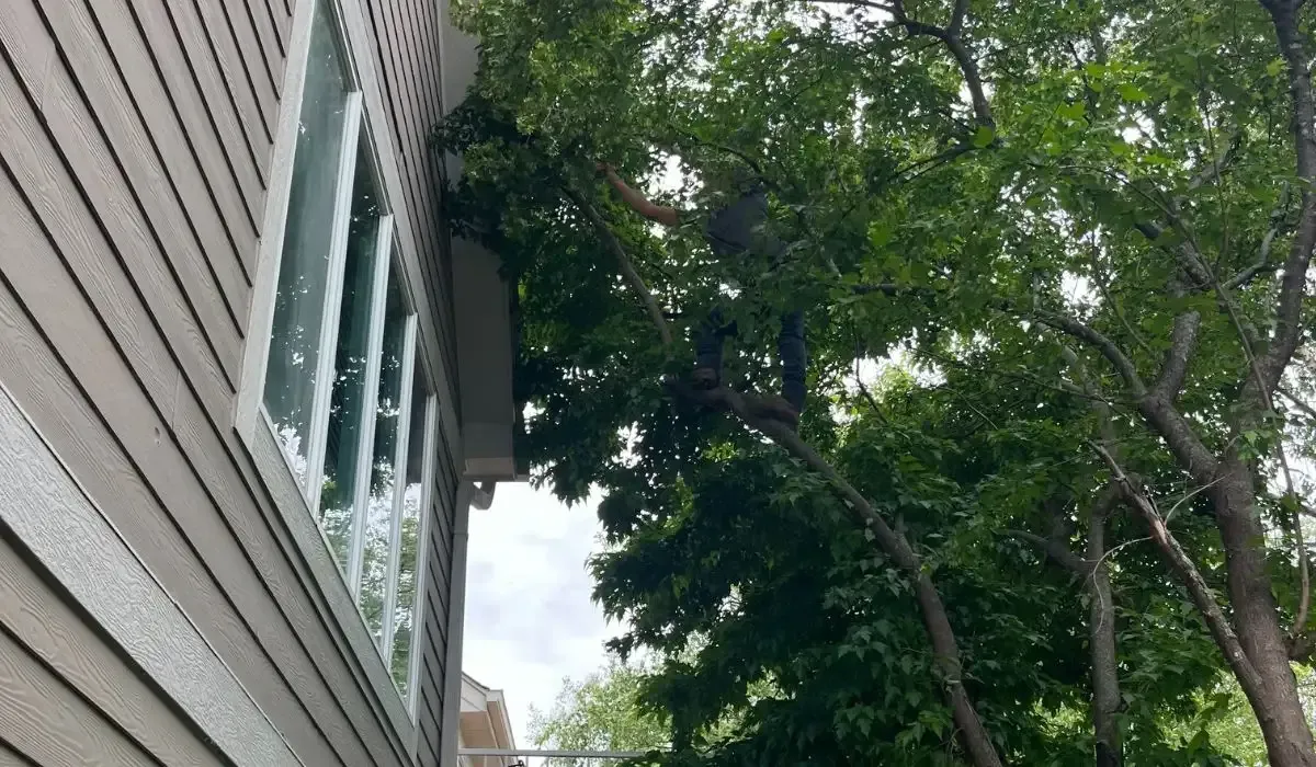 Before Tree Removal