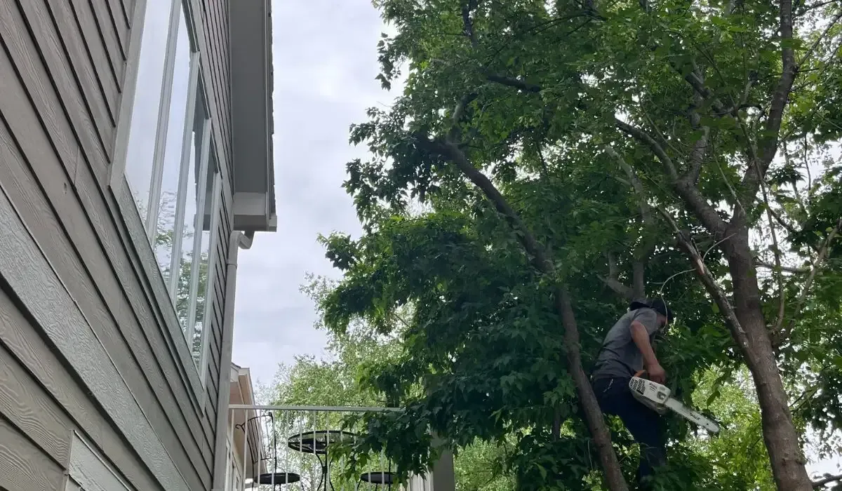 After Tree Trimming