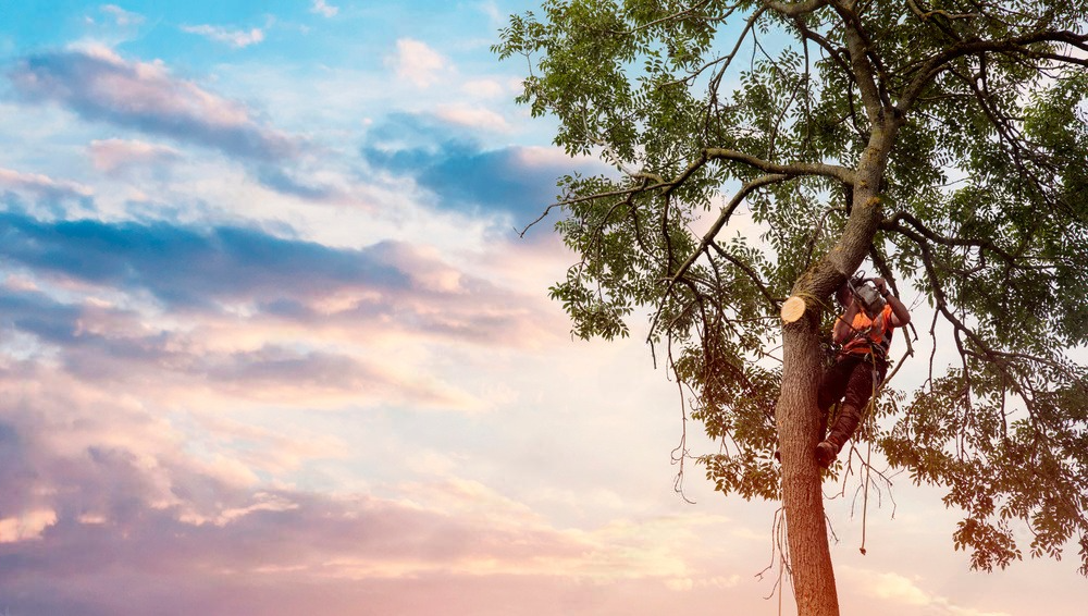 A man is cutting a tree with a chainsaw at sunset.