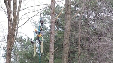 Colchester — Man Removing Tree Branches in Colchester, VT