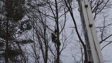 Trimming — Man Cuts Off Tree Branches in Colchester, VT