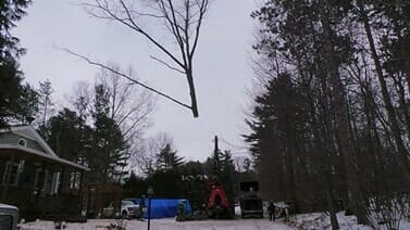 Tree Care Experts — Lifting Tree Branches in Colchester, VT