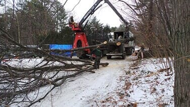 Cabling and Bracing — Man Removing Tree Crane in Colchester, VT