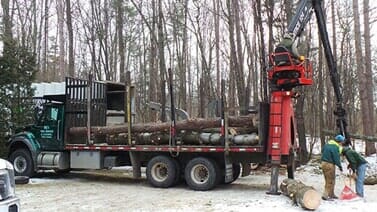 Tree — Truck Load of Tree Trunks in Colchester, VT