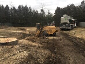 Tree Thinning — Self-Propelled Stump Grind in Colchester, VT