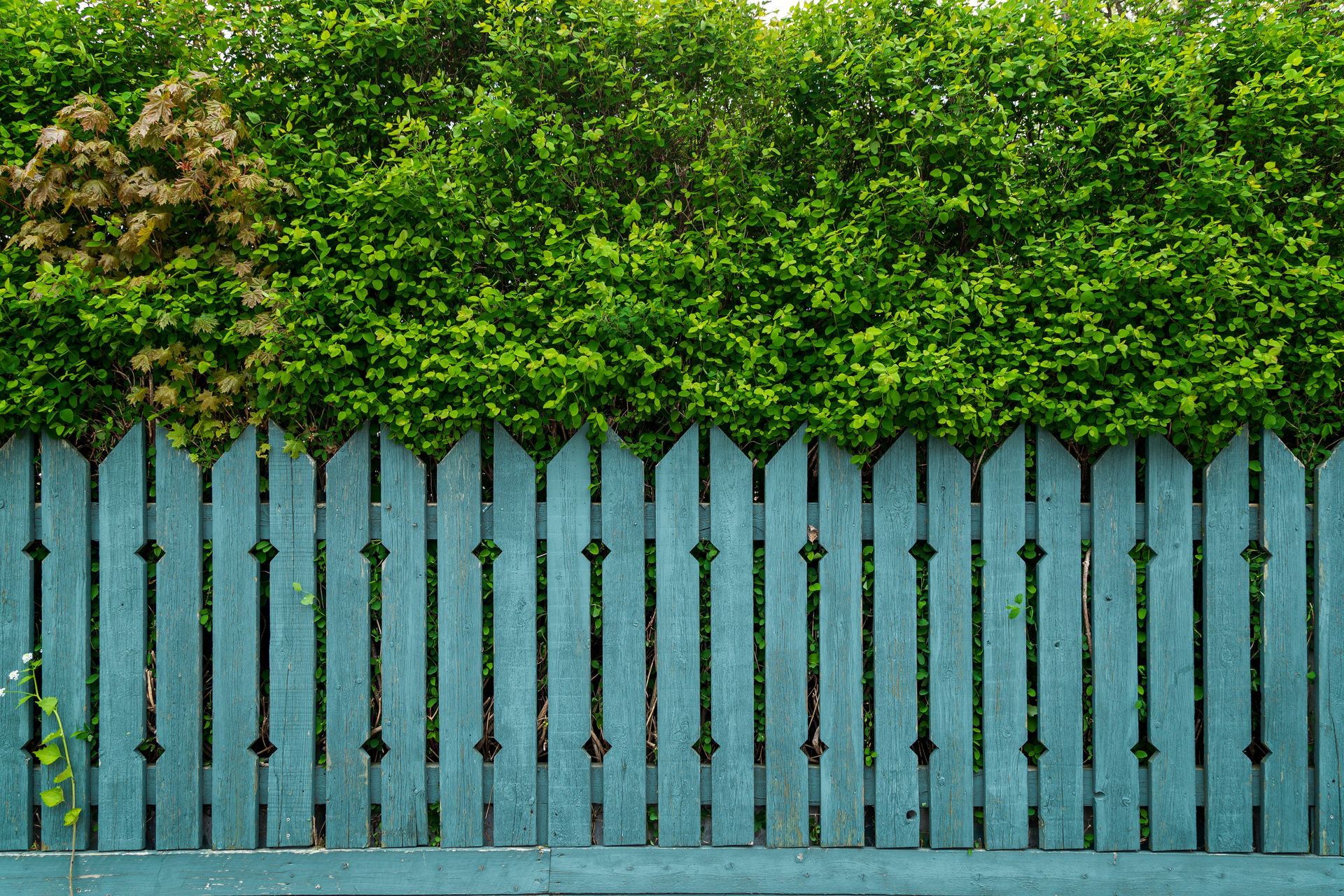 Blue wooden fence with pointed tops in front of dense green hedges and trees