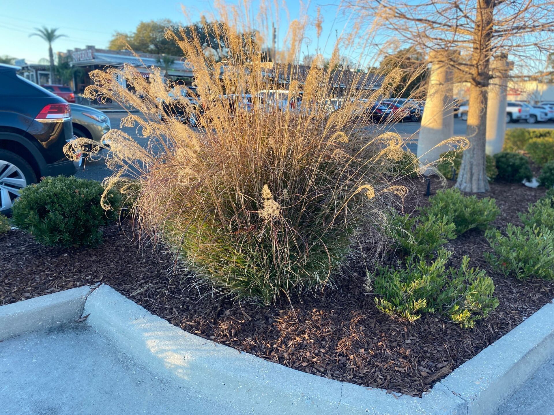 A bush in a parking lot with cars parked in the background.