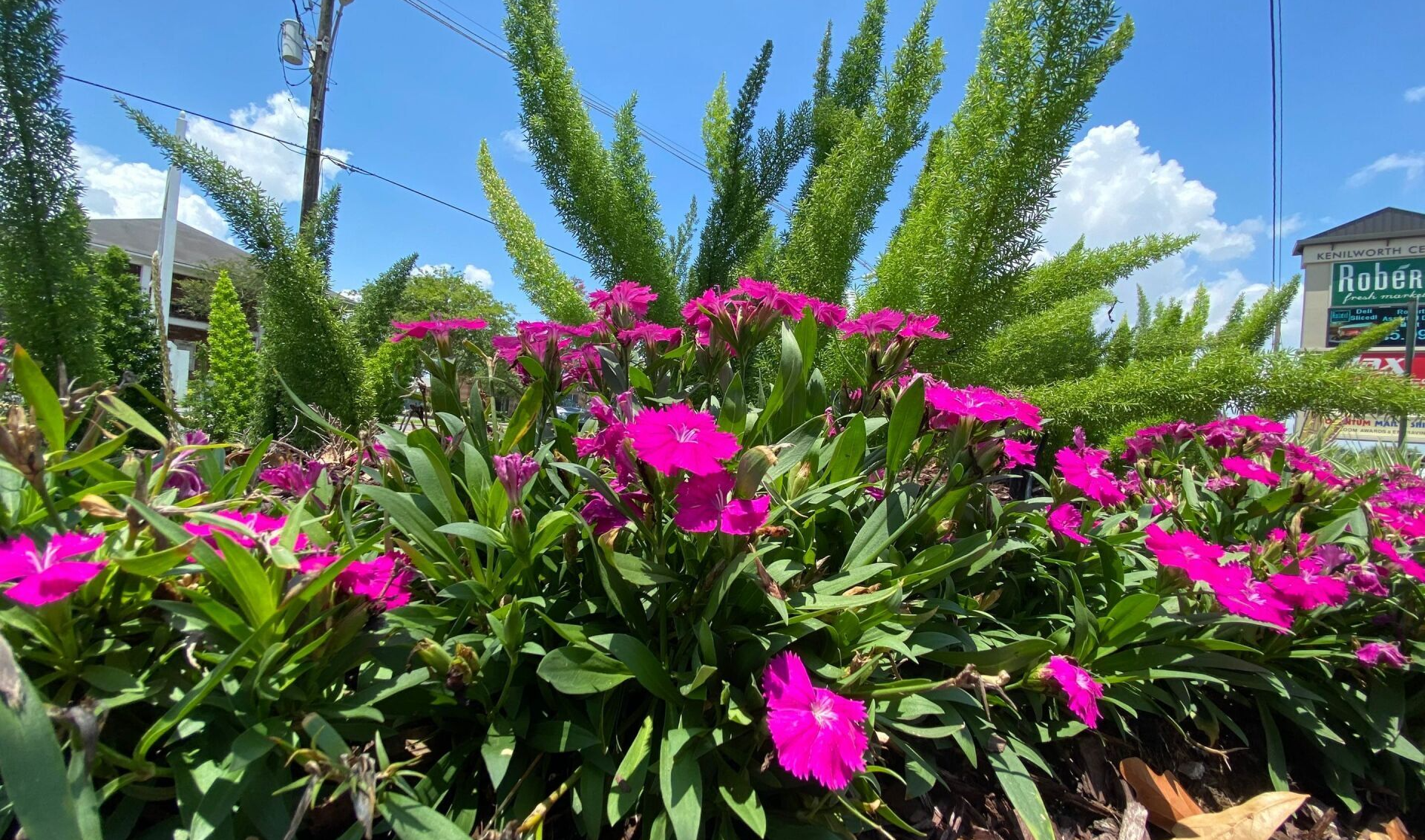 A bunch of pink flowers are growing in a garden