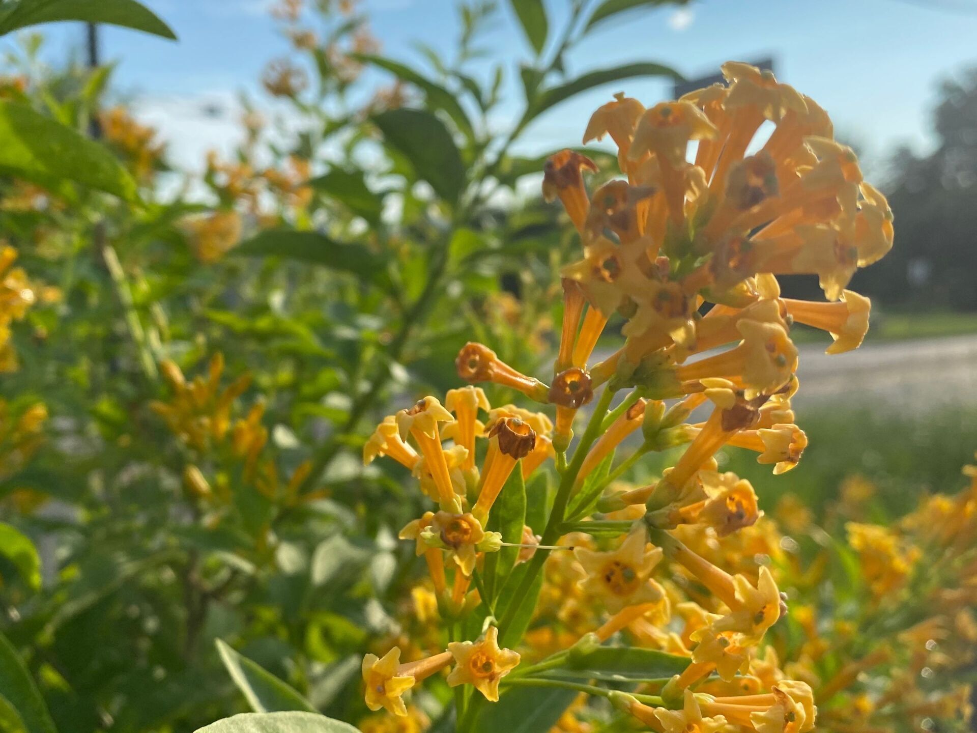 A close up of a plant with yellow flowers and green leaves.