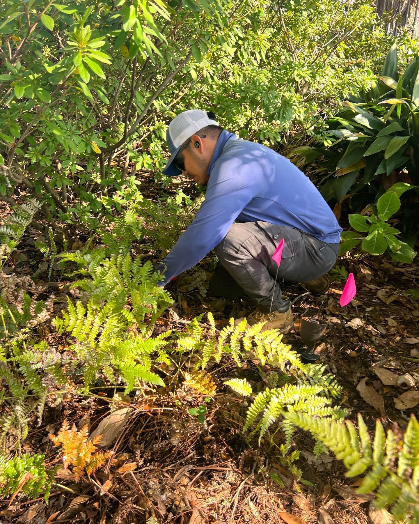 A man is kneeling down in the woods looking at ferns.