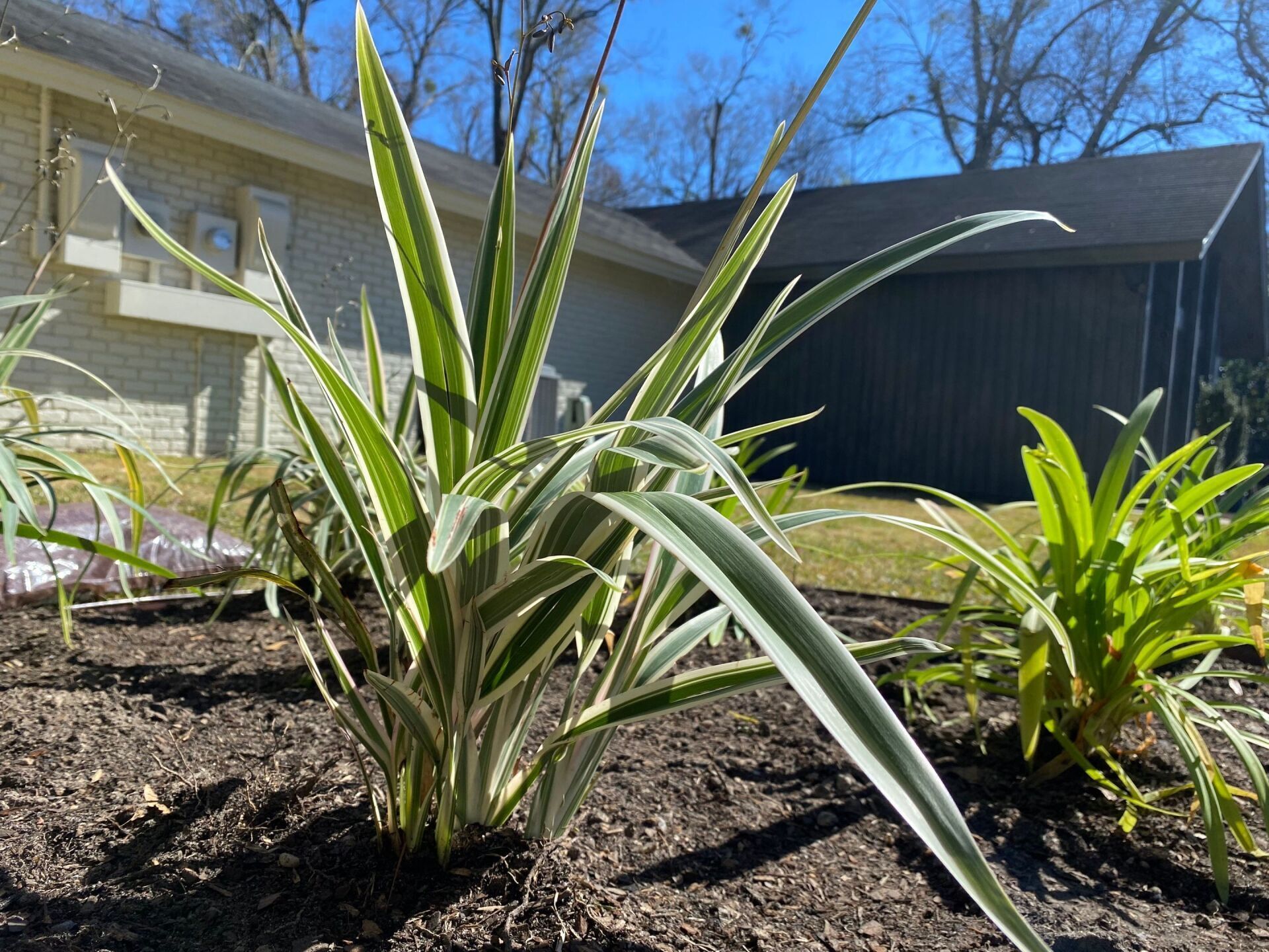 A few plants are growing in the dirt in front of a house.