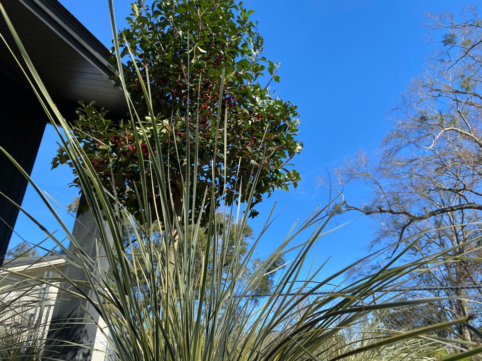 A plant with a blue sky in the background