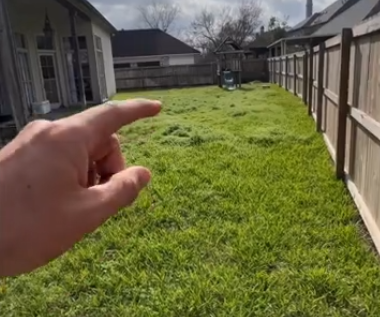 A person is pointing at a lush green lawn with a wooden fence in the background.