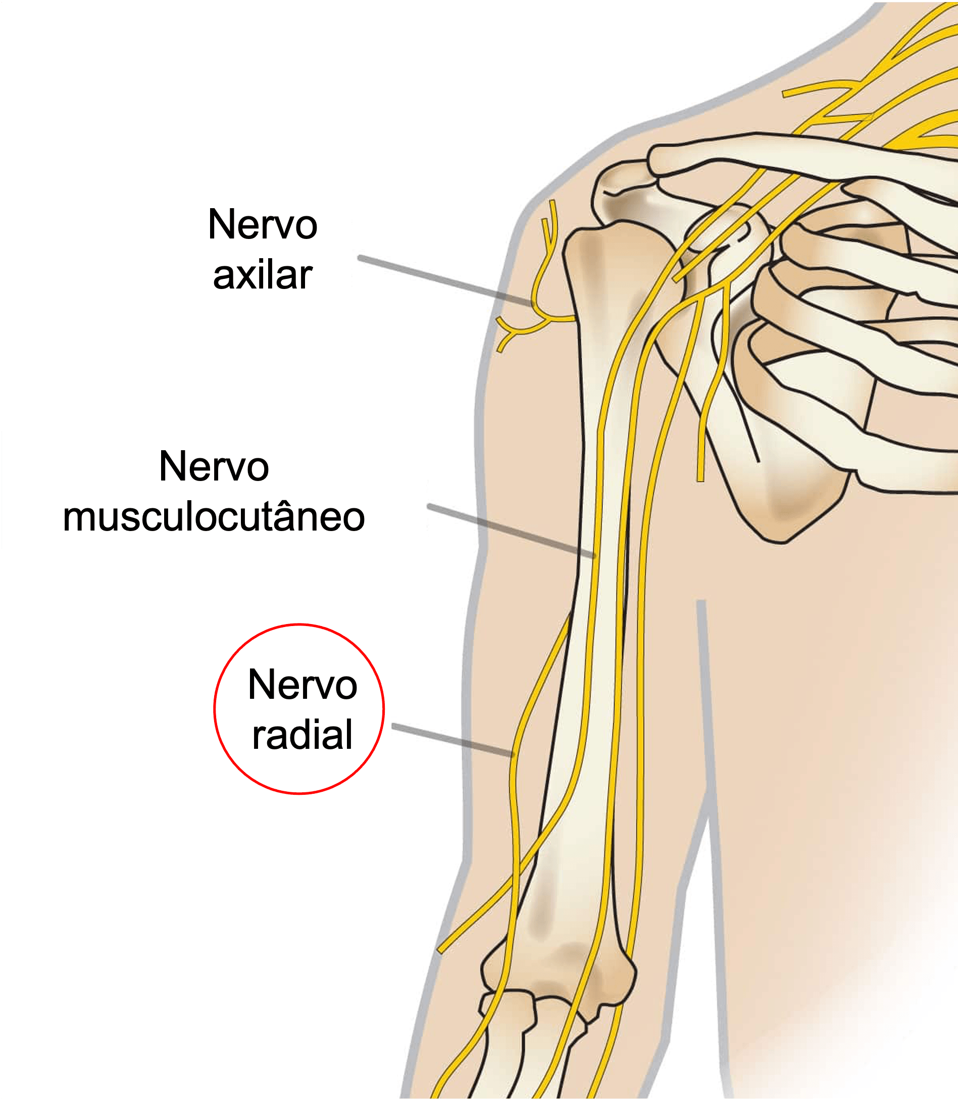 Anatomia do nervo radial no braço