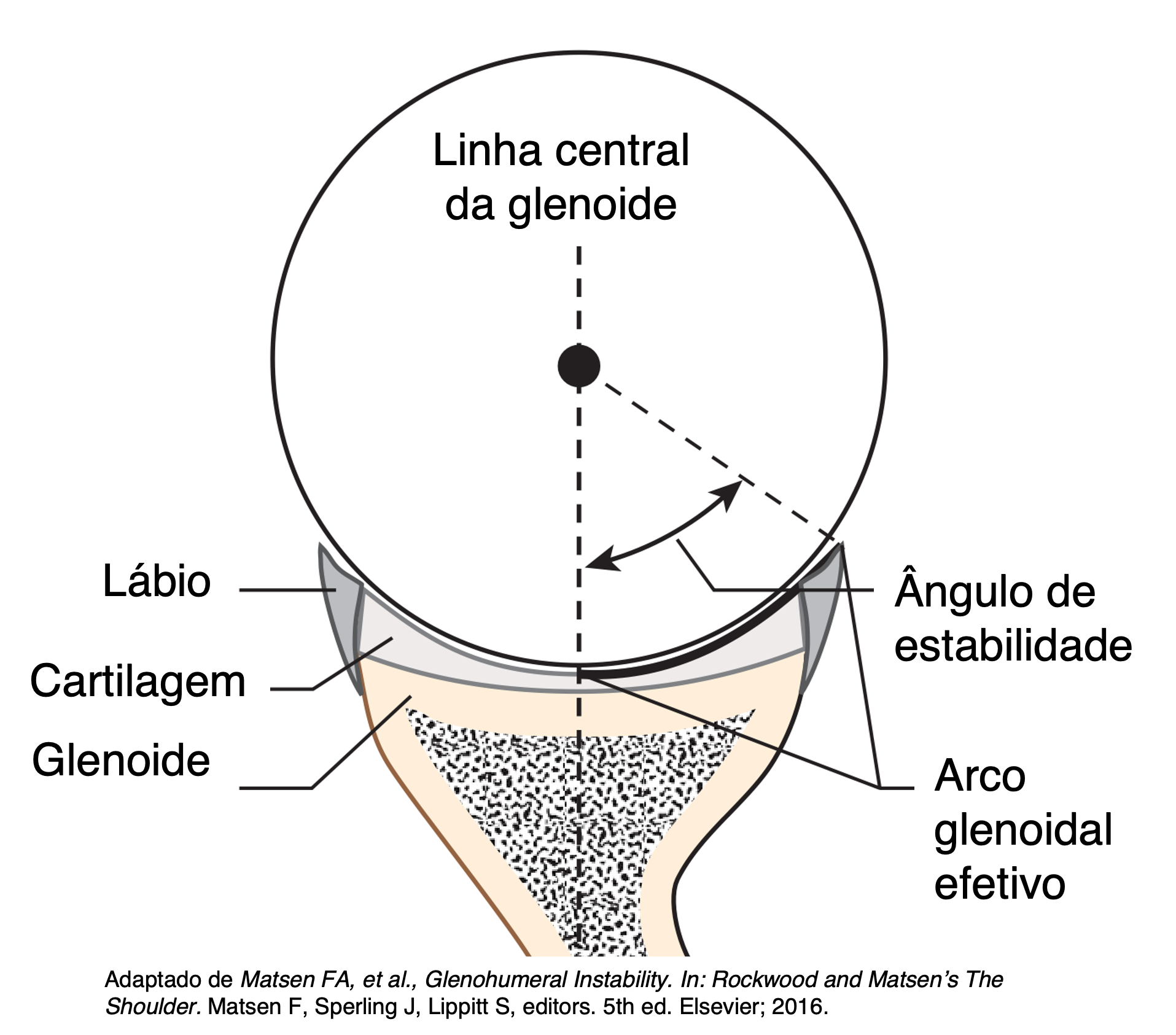 Imagem esquematica da articulacao glenoumeral demonstrando labio da glenoide, angulo de estabilidade e arco efetivo glenoidal
