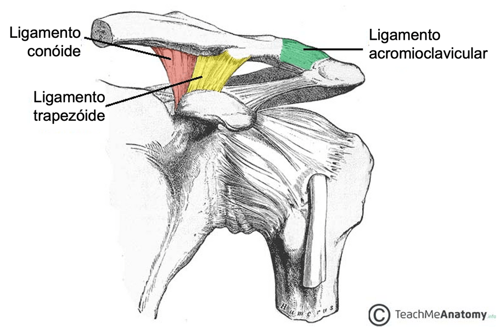 Anatomia da articulação acromioclavicular: ligamentos coracoclaviculares (conóide e trapezóide) e ligamentos acromioclaviculares