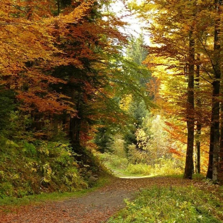 Chemin à travers une forêt d'automne, arbres aux feuilles dorées et rouges, la lumière du soleil filtre à travers la canopée.