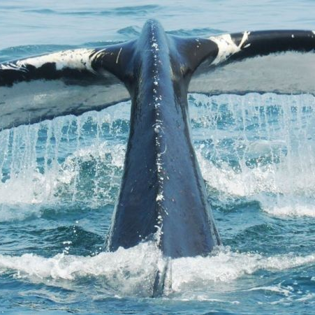 La queue de la baleine émerge de l'océan, créant des embruns.