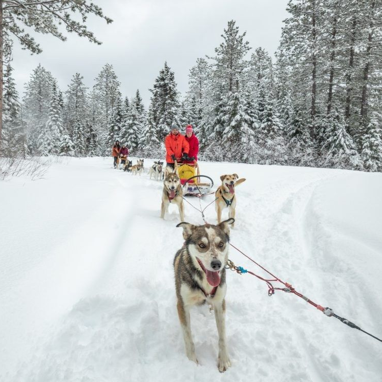 Des chiens tirent un traîneau à travers une forêt enneigée, une personne le dirige, un autre traîneau plus loin derrière.