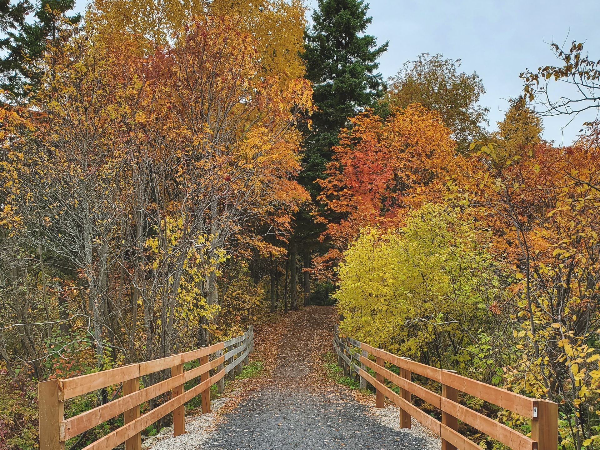 Un chemin de gravier bordé de rambardes en bois mène à une forêt aux couleurs flamboyantes de l'automne.