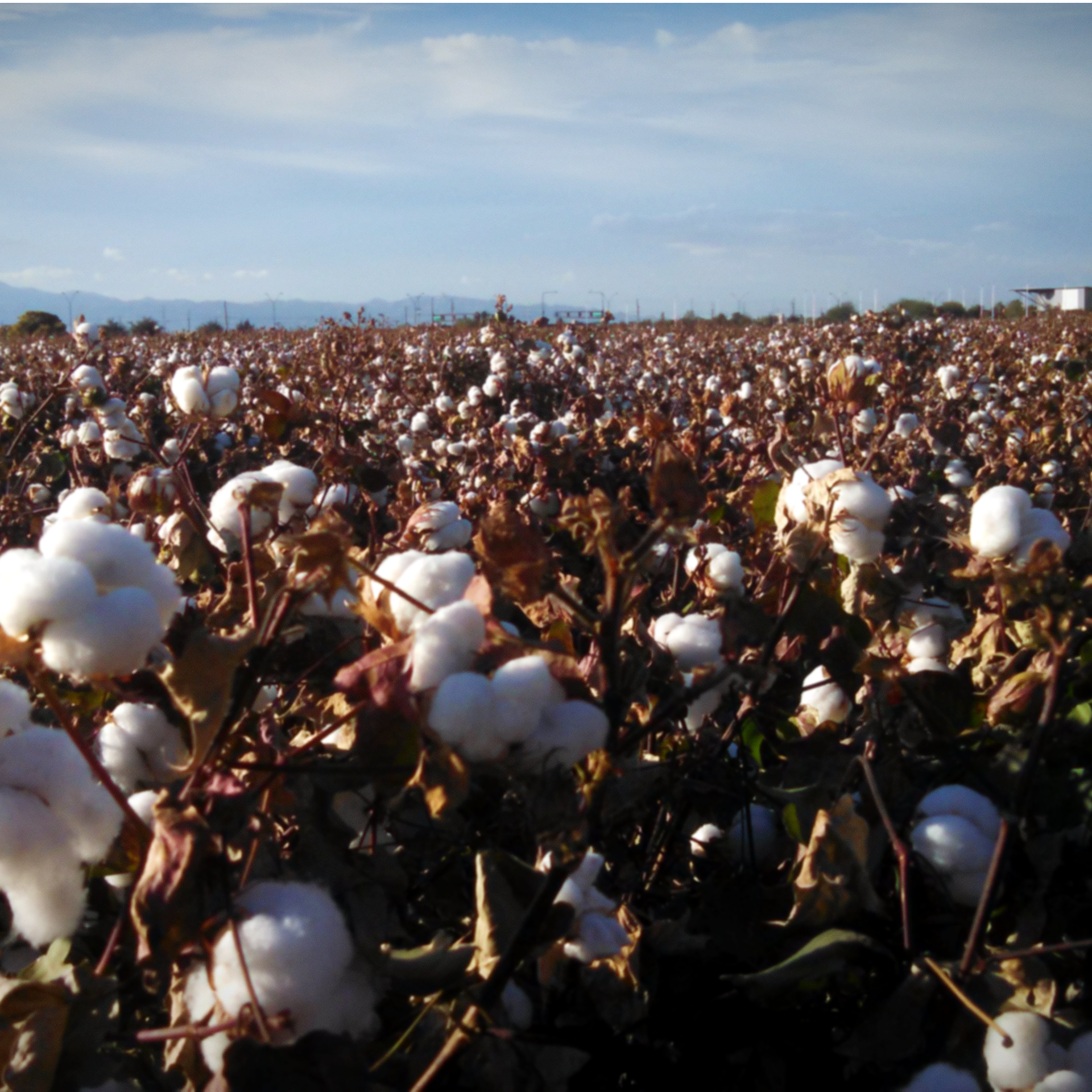 Bad Nomad Lessons  & Lost Things