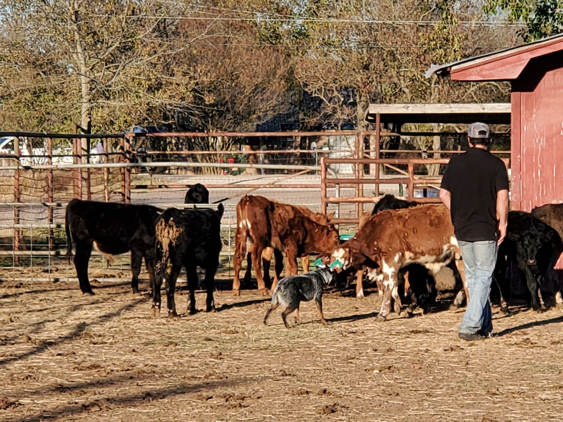 Man and dog herding cattle in a fenced pen; brown and black cows, sunny day.