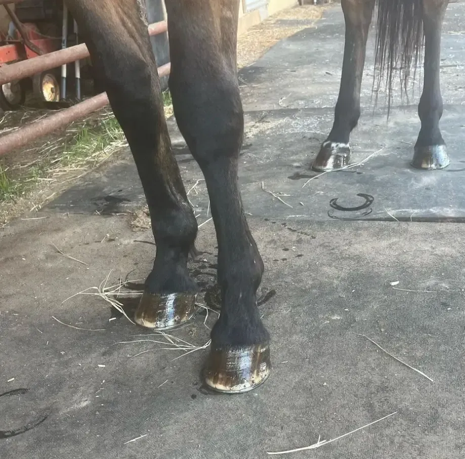 Horse's legs and hooves, with visible white markings on the hooves. A horseshoe is on the ground.