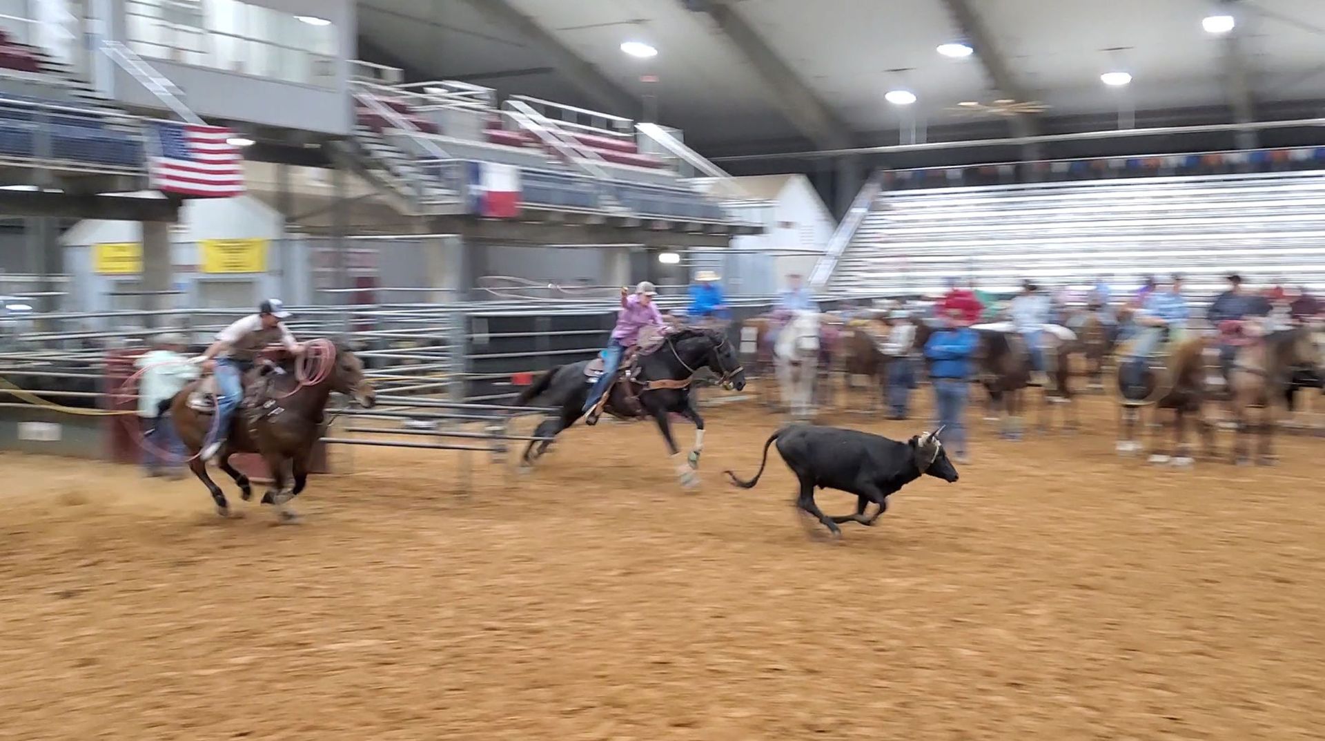 Rodeo competition: Cowboys on horseback roping a black calf in an indoor arena.