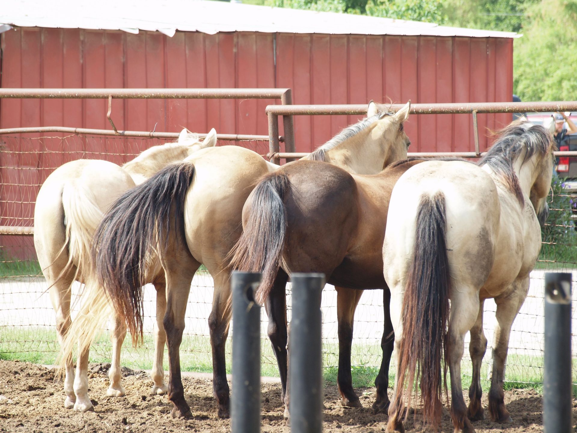 Four tan horses huddled together in a pen, backs to the camera, with a red barn in the background.