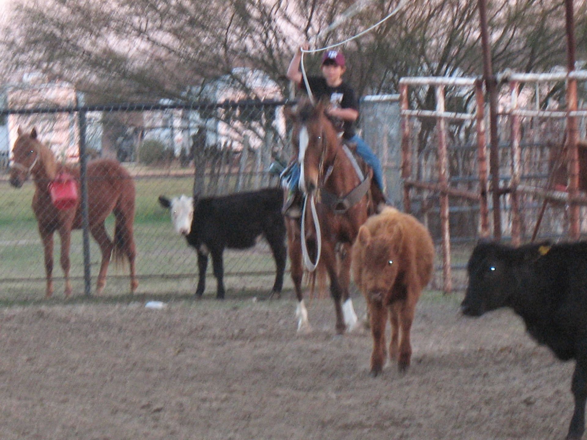 A person on horseback roping a calf in a corral, other cattle and horses nearby.