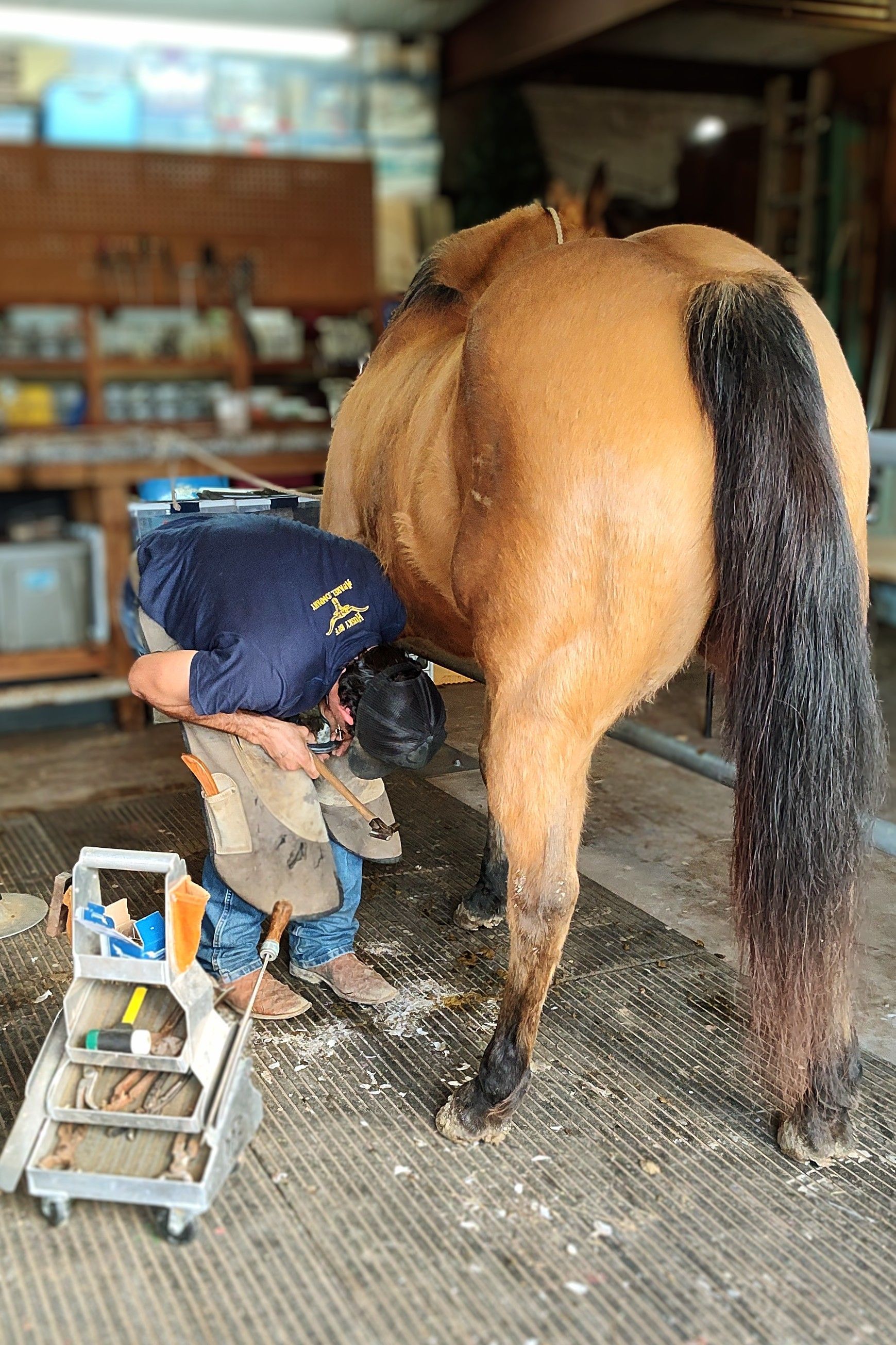 A farrier working on a horse's hoof in a barn. Horse is tan, farrier is bending over.