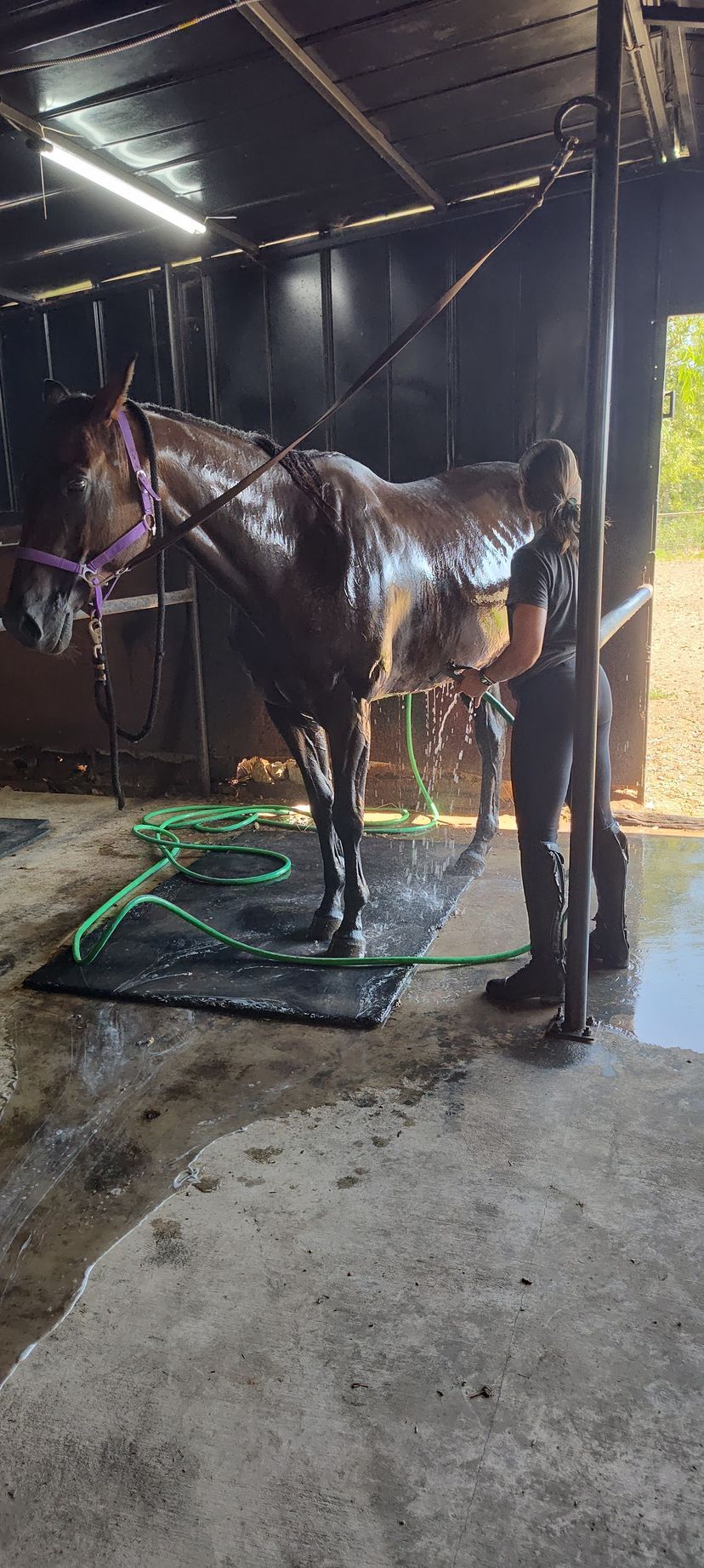 A person washes a wet, dark horse in a stable. A green hose is visible.