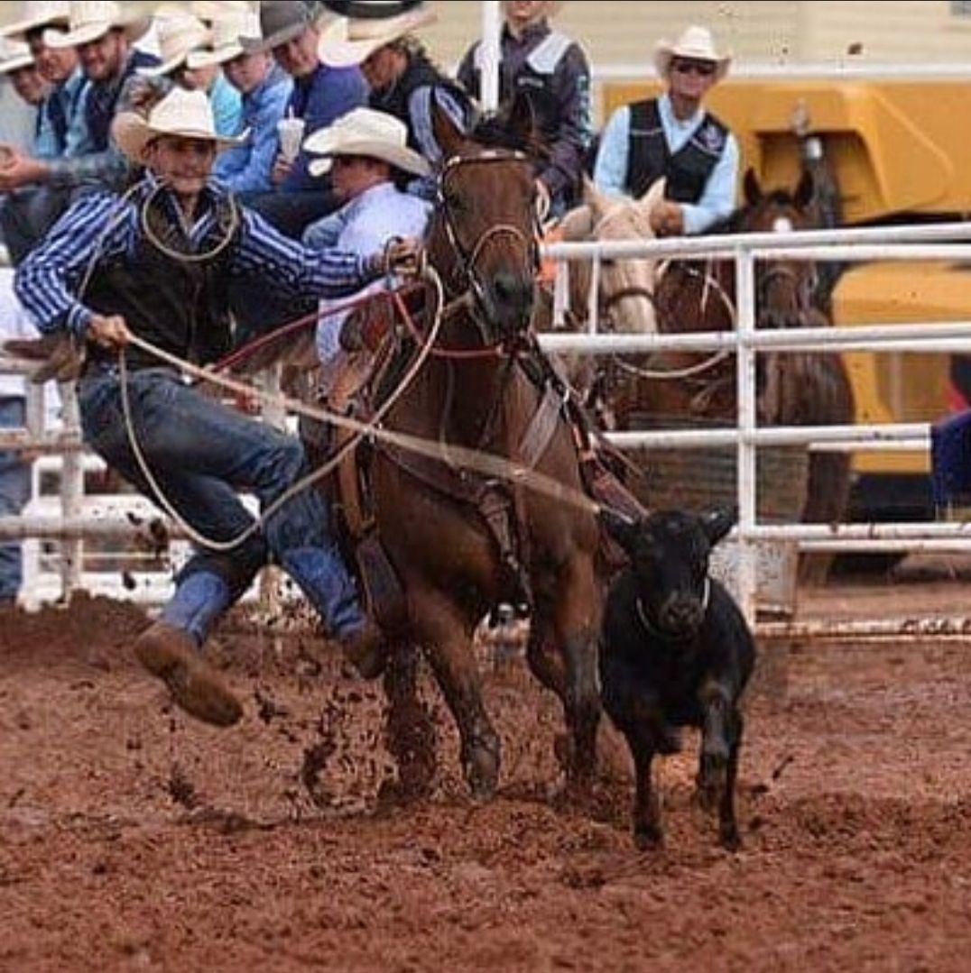 A cowboy ropes a calf at a rodeo. Horse, rider, calf and other spectators are visible in the arena.