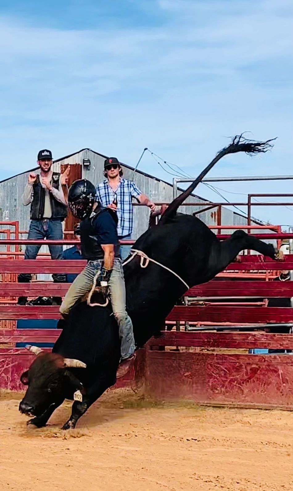 Rodeo: a person riding a black bull, with two men watching from a fence.