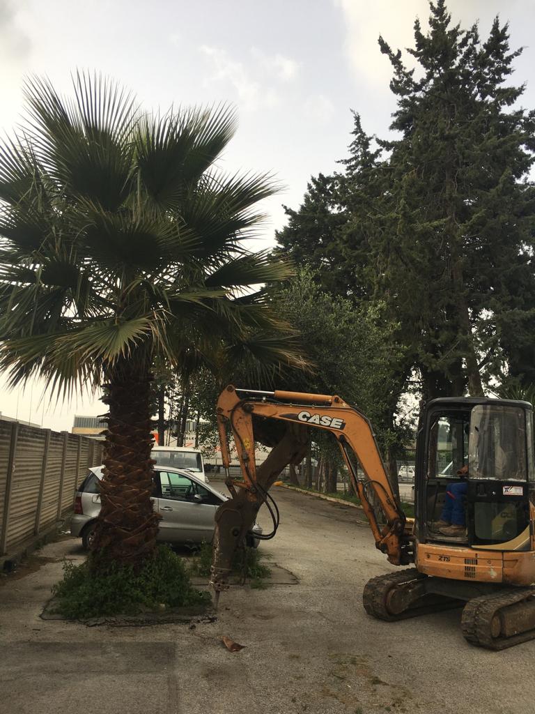 interventi di  spostamento alberi
