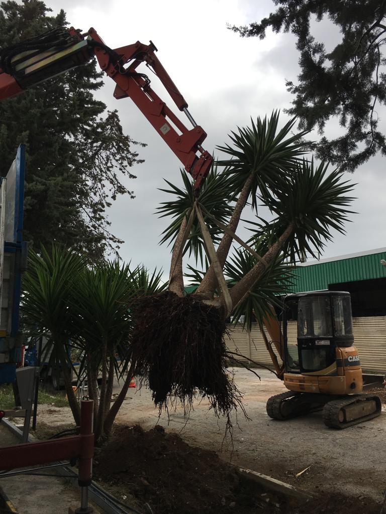 sollevamento di palme