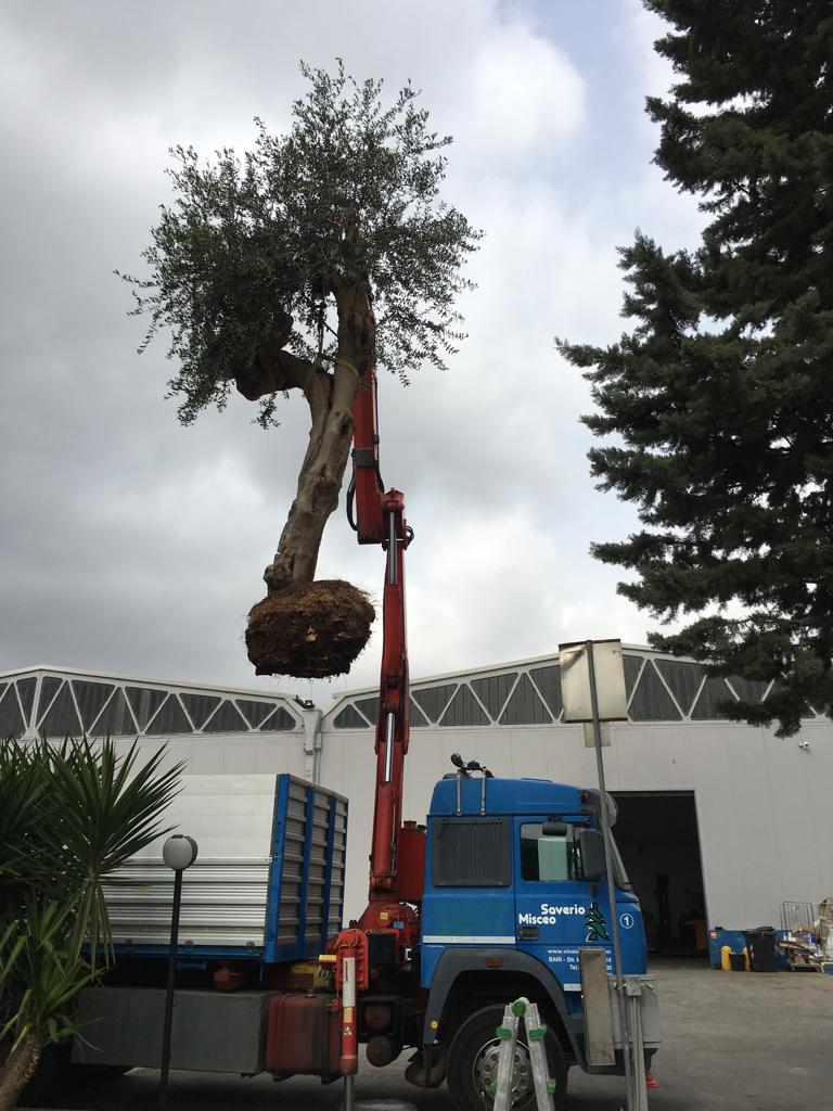 trasporto albero di ulivo