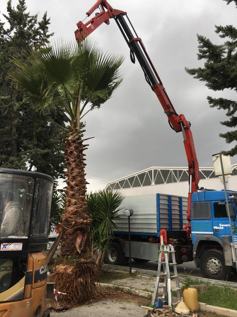 spostamento palma da aiuola pubblica