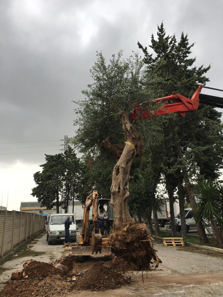 spostamento albero ad alto fusto