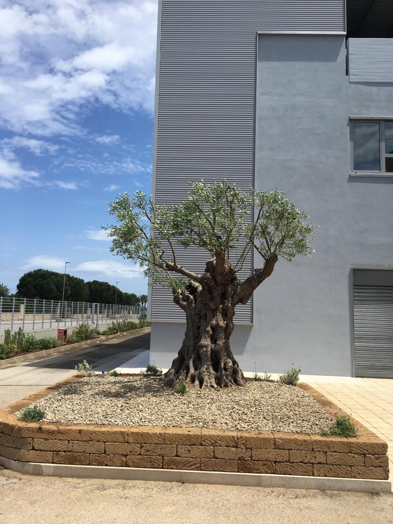 area verde condominiale con ulivo