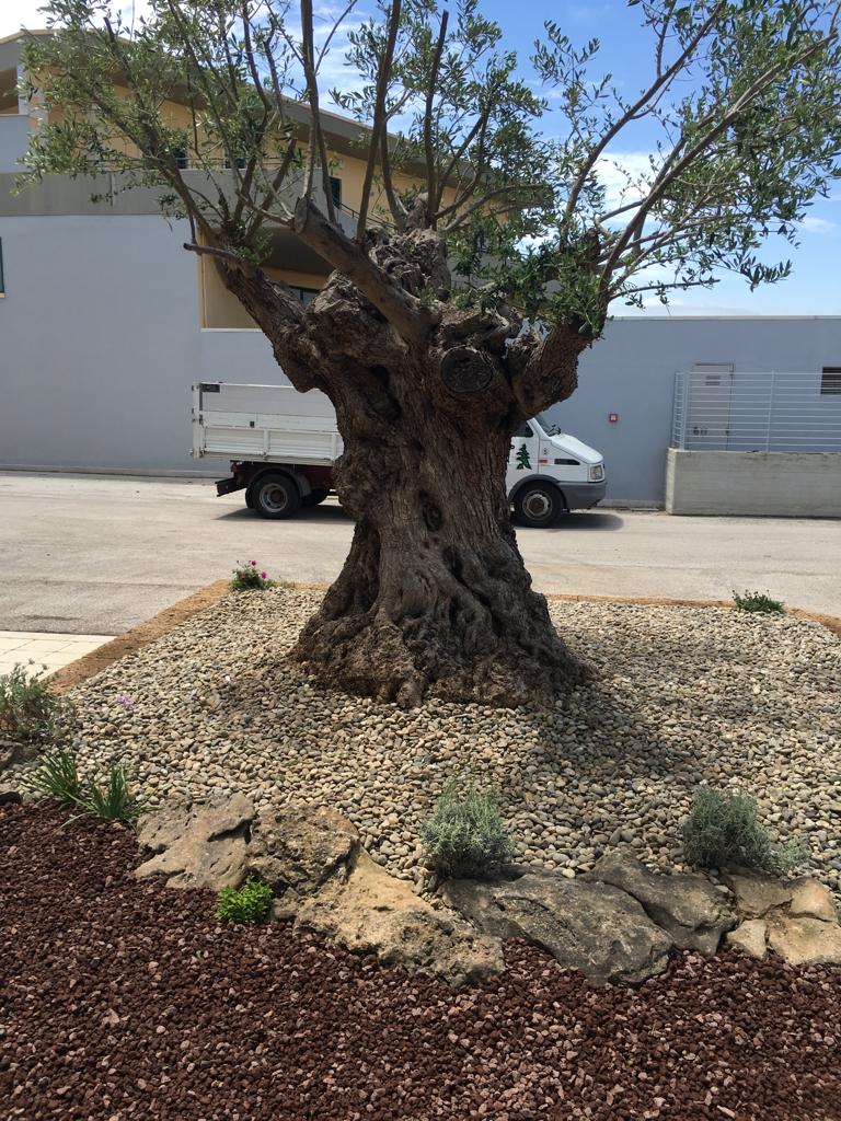 ulivo per aiuola condominiale