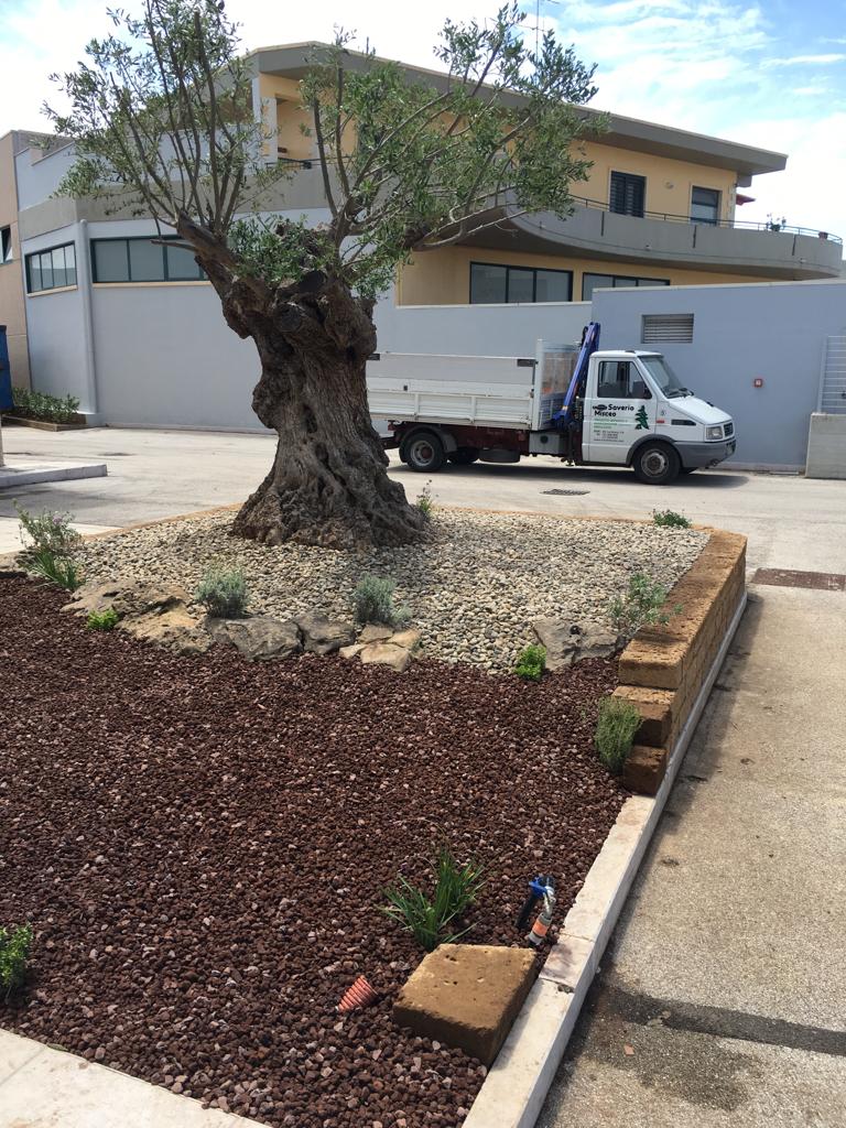 impianto di un ulivo in un'area condominiale