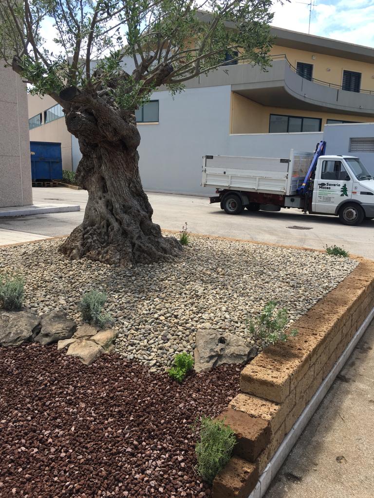 ulivo su aiuola condominiale