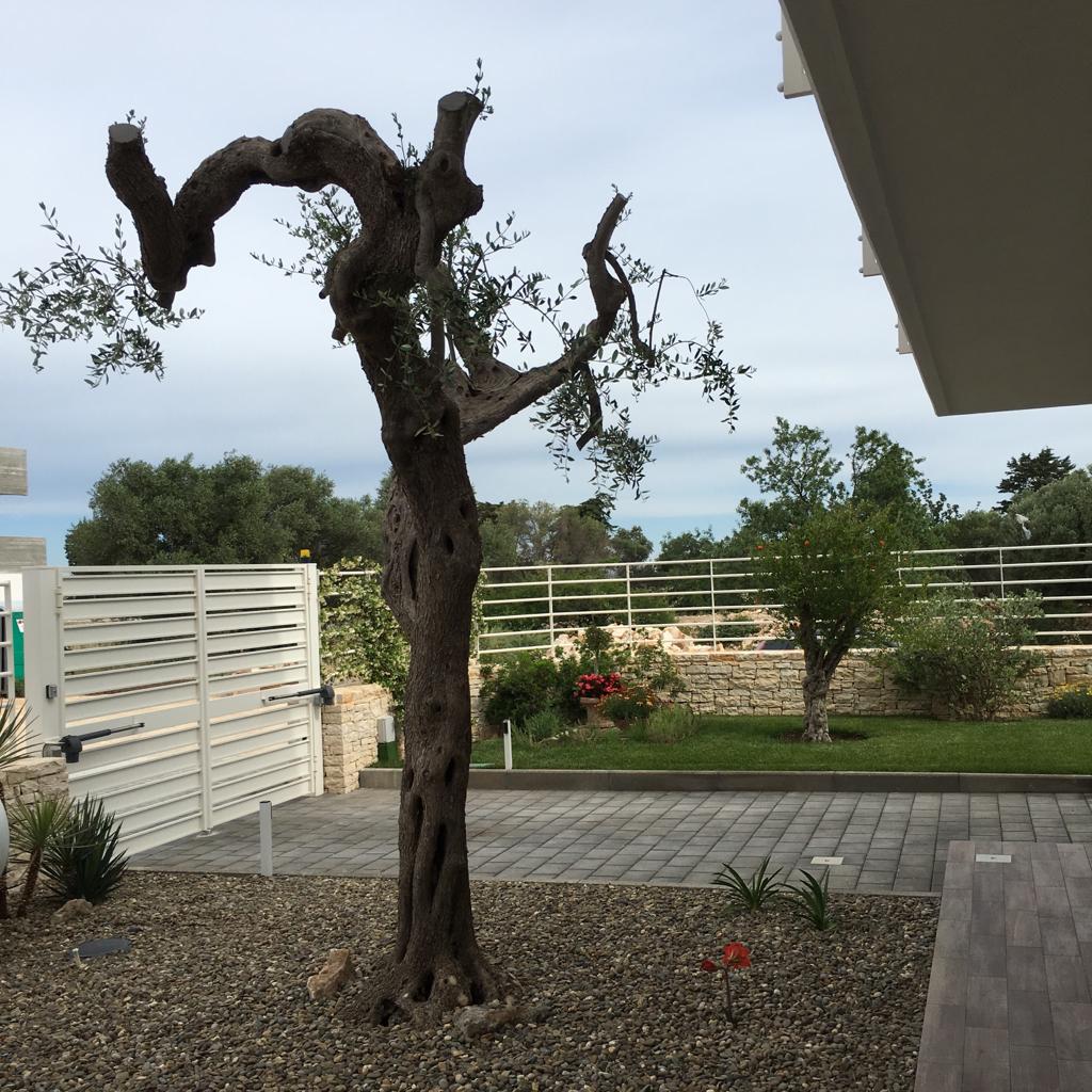 potatura ulivo privato