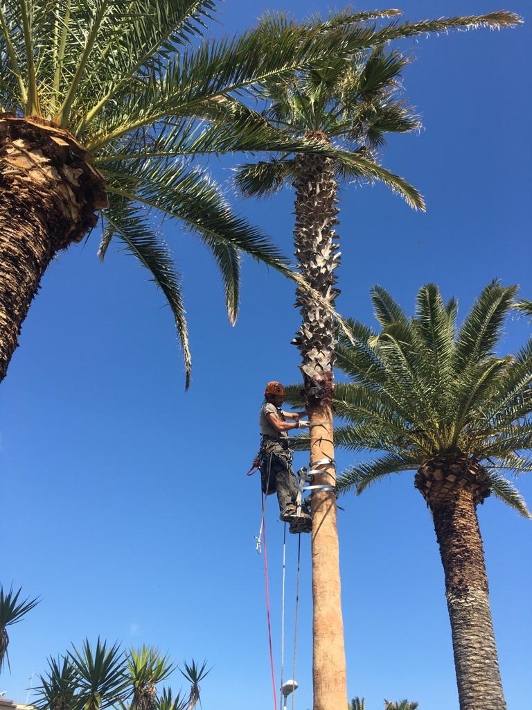 potatura in free climbing