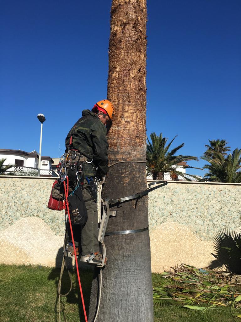 potatura palma in free climbing