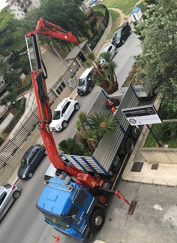 espianto palme in area verde