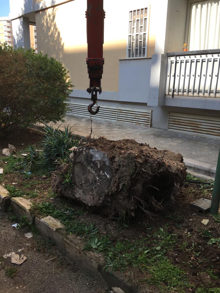 svellimento delle radici