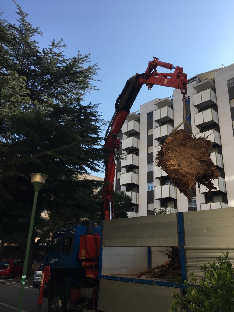 svellimento e trasporto delle radici di un albero