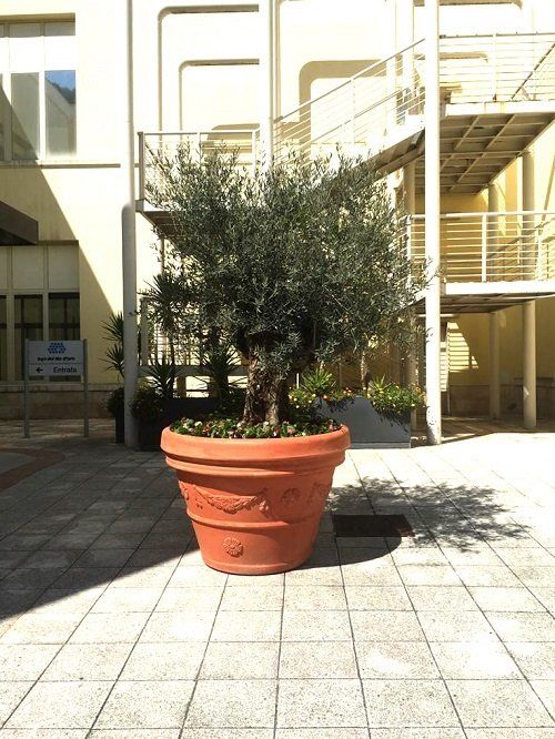 pianta di olivo su vaso